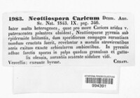 Neottiospora caricum image